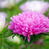 Kdy a jak zasadit astry pro sazenice: tipy a triky od zkušených zah...